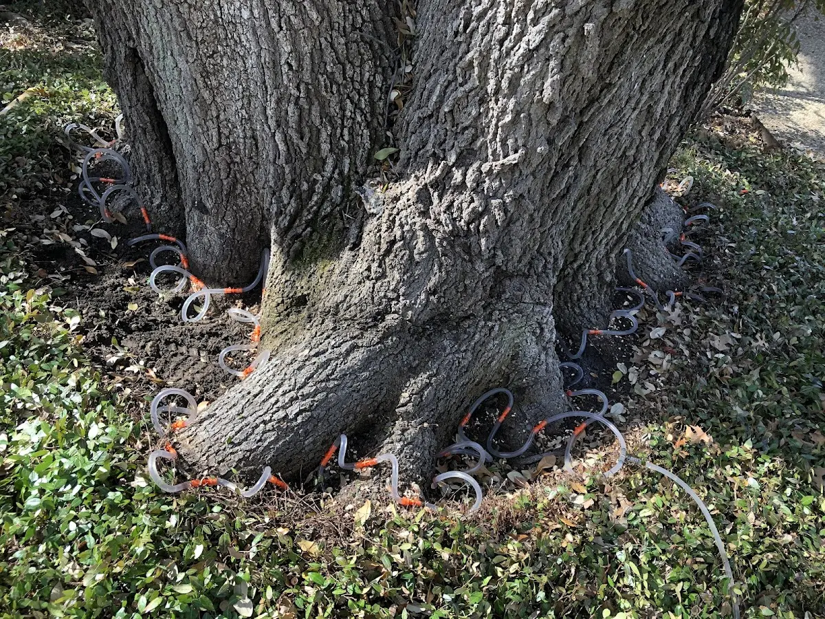 Detailed Tree Cabling and Bracing job site in Sanborn
