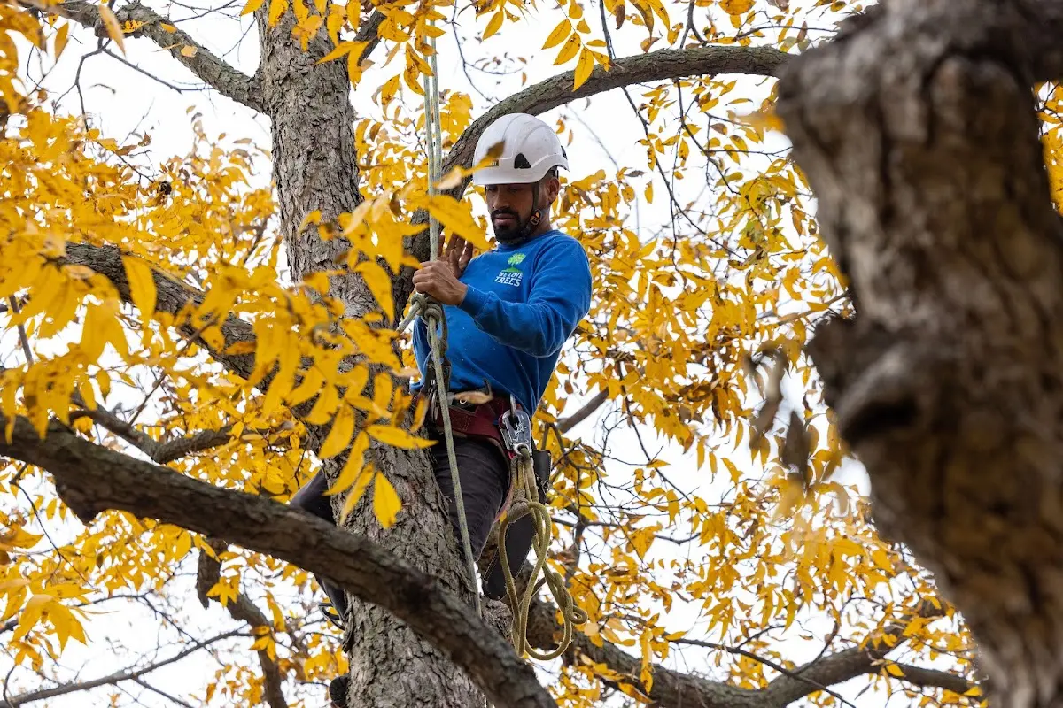 Skilled Tree Transplanting crew working in Sanborn